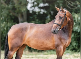 Oldenburger Springpferd, Stute, 5 Jahre, 173 cm, Rotbrauner