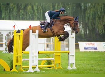 Oldenburger Springpferd, Stute, 5 Jahre, 175 cm, Brauner