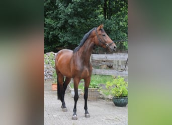 Oldenburger Springpferd, Stute, 5 Jahre, 175 cm, Brauner