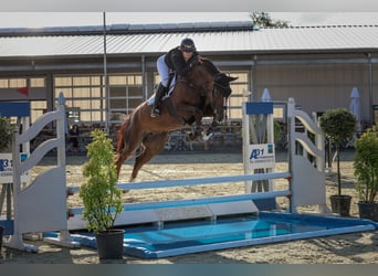 Oldenburger Springpferd, Stute, 5 Jahre, 175 cm, Dunkelfuchs