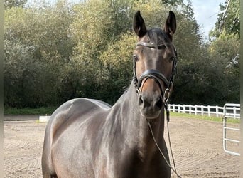 Oldenburger Springpferd, Stute, 5 Jahre, Dunkelbrauner