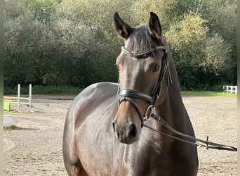 Oldenburger Springpferd, Stute, 5 Jahre, Dunkelbrauner