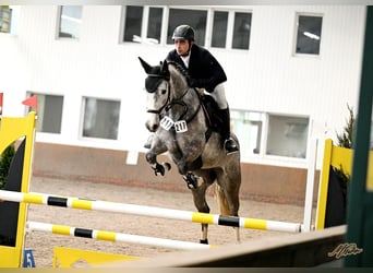 Oldenburger Springpferd, Stute, 5 Jahre