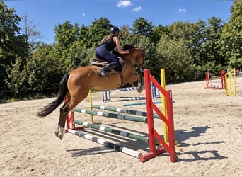 Oldenburger Springpferd, Stute, 6 Jahre, 158 cm, Fuchs
