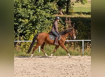 Oldenburger Springpferd, Stute, 6 Jahre, 158 cm, Fuchs