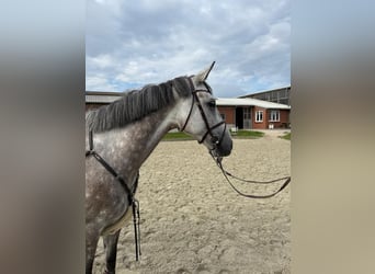 Oldenburger Springpferd, Stute, 6 Jahre, 163 cm, Apfelschimmel