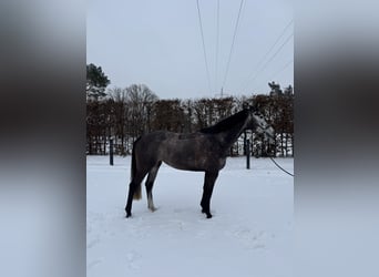 Oldenburger Springpferd, Stute, 6 Jahre, 163 cm, Schimmel
