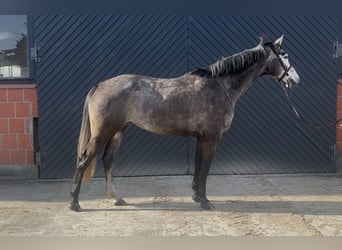 Oldenburger Springpferd, Stute, 6 Jahre, 163 cm, Schimmel