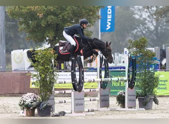 Oldenburger Springpferd, Stute, 6 Jahre, 163 cm, Schwarzbrauner