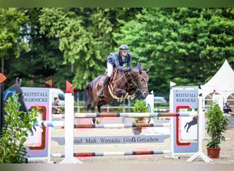 Oldenburger Springpferd, Stute, 6 Jahre, 163 cm, Schwarzbrauner