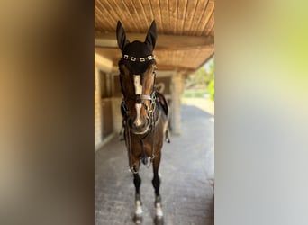 Oldenburger Springpferd, Stute, 6 Jahre, 164 cm, Dunkelbrauner