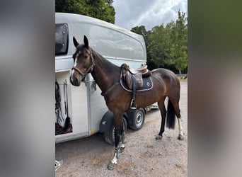 Oldenburger Springpferd, Stute, 6 Jahre, 164 cm, Dunkelbrauner