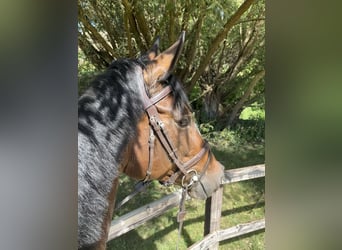 Oldenburger Springpferd, Stute, 6 Jahre, 164 cm, Dunkelbrauner