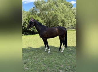 Oldenburger Springpferd, Stute, 6 Jahre, 164 cm, Dunkelbrauner