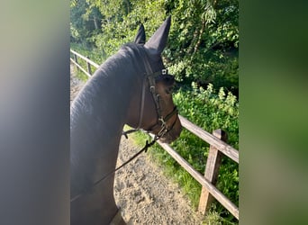 Oldenburger Springpferd, Stute, 6 Jahre, 164 cm, Dunkelbrauner