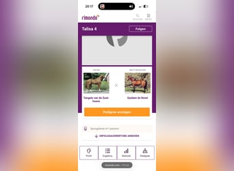 Oldenburger Springpferd, Stute, 6 Jahre, 165 cm, Fuchs