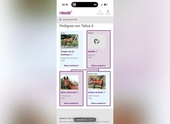 Oldenburger Springpferd, Stute, 6 Jahre, 165 cm, Fuchs