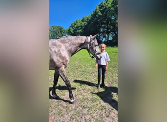 Oldenburger Springpferd, Stute, 6 Jahre, 165 cm, Schimmel