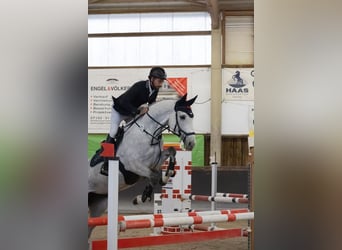 Oldenburger Springpferd, Stute, 6 Jahre, 165 cm, Schimmel