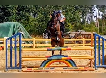 Oldenburger Springpferd, Stute, 6 Jahre, 166 cm, Dunkelbrauner