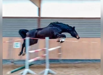 Oldenburger Springpferd, Stute, 6 Jahre, 166 cm, Dunkelbrauner