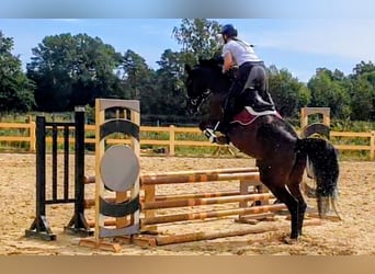 Oldenburger Springpferd, Stute, 6 Jahre, 166 cm, Dunkelbrauner
