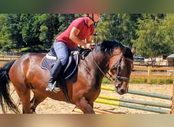 Oldenburger Springpferd, Stute, 6 Jahre, 166 cm, Dunkelbrauner