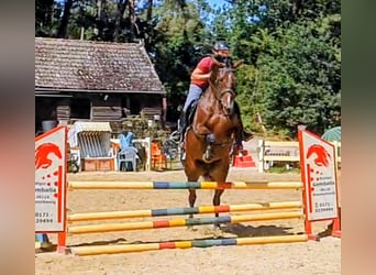 Oldenburger Springpferd, Stute, 6 Jahre, 166 cm, Dunkelbrauner