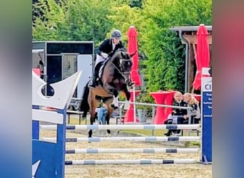 Oldenburger Springpferd, Stute, 6 Jahre, 166 cm, Dunkelbrauner