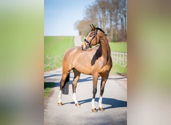 Oldenburger Springpferd, Stute, 6 Jahre, 167 cm, Brauner