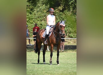 Oldenburger Springpferd, Stute, 6 Jahre, 167 cm, Brauner