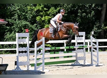 Oldenburger Springpferd, Stute, 6 Jahre, 167 cm, Brauner