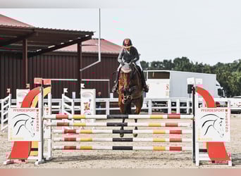 Oldenburger Springpferd, Stute, 6 Jahre, 167 cm, Brauner
