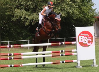 Oldenburger Springpferd, Stute, 6 Jahre, 167 cm, Brauner