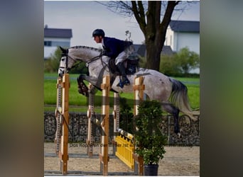 Oldenburger Springpferd, Stute, 6 Jahre, 167 cm, Schimmel