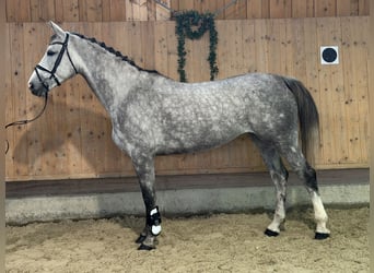 Oldenburger Springpferd, Stute, 6 Jahre, 168 cm, Apfelschimmel