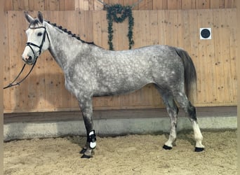Oldenburger Springpferd, Stute, 6 Jahre, 168 cm, Apfelschimmel