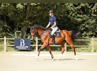 Oldenburger Springpferd, Stute, 6 Jahre, 168 cm, Brauner