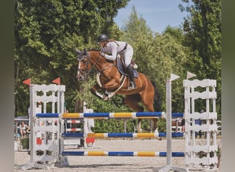 Oldenburger Springpferd, Stute, 6 Jahre, 168 cm, Brauner