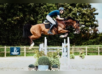 Oldenburger Springpferd, Stute, 6 Jahre, 168 cm, Brauner