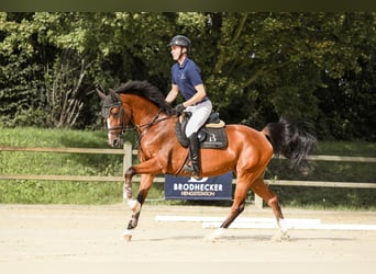 Oldenburger Springpferd, Stute, 6 Jahre, 168 cm, Brauner