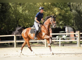 Oldenburger Springpferd, Stute, 6 Jahre, 168 cm, Brauner