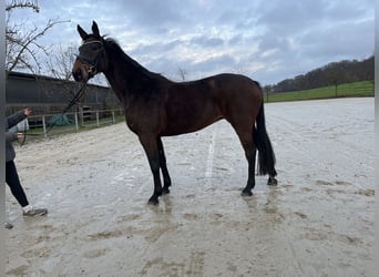 Oldenburger Springpferd, Stute, 6 Jahre, 168 cm, Brauner