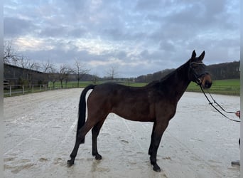 Oldenburger Springpferd, Stute, 6 Jahre, 168 cm, Brauner