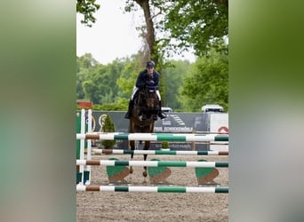 Oldenburger Springpferd, Stute, 6 Jahre, 168 cm, Brauner