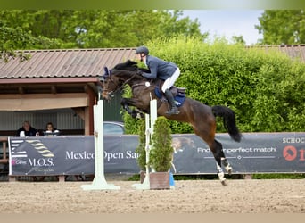 Oldenburger Springpferd, Stute, 6 Jahre, 168 cm, Brauner