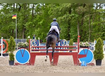 Oldenburger Springpferd, Stute, 6 Jahre, 168 cm, Brauner
