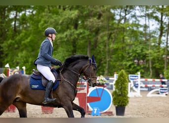 Oldenburger Springpferd, Stute, 6 Jahre, 168 cm, Brauner