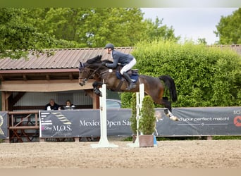 Oldenburger Springpferd, Stute, 6 Jahre, 168 cm, Brauner