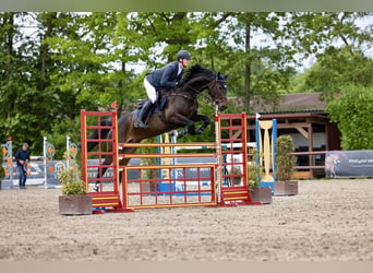 Oldenburger Springpferd, Stute, 6 Jahre, 168 cm, Brauner